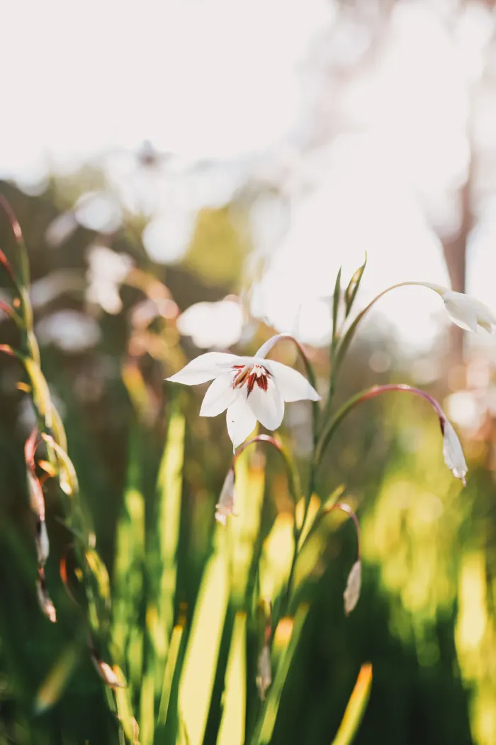 A single white gladiolus flower glowing in late-afternoon light